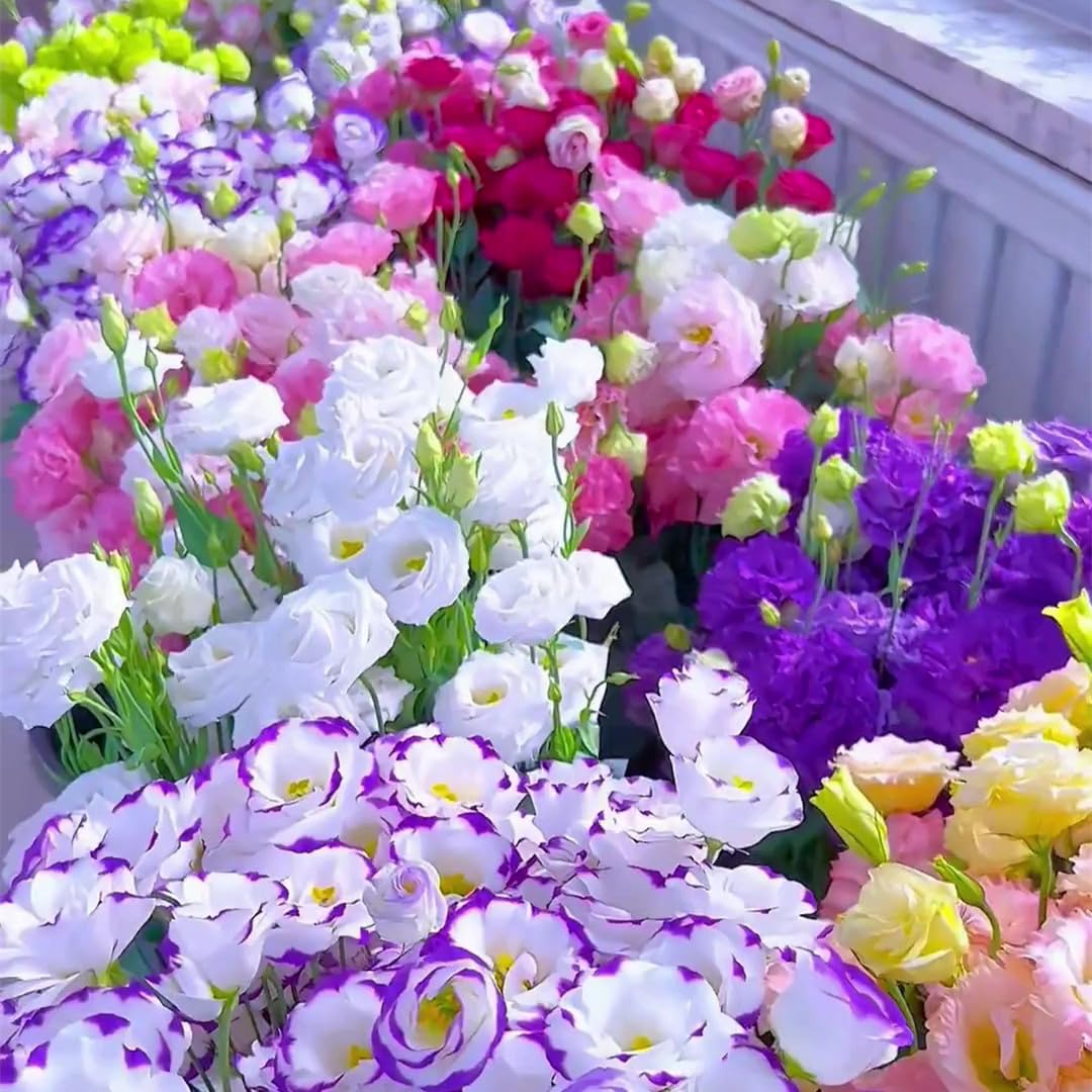 🌿Semillas Flor de LISIANTHUS 💖🔥1 paquete - 100 semillas Aprox. (5 gr.)