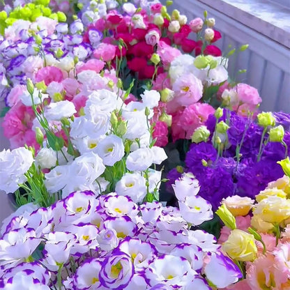 🌿Semillas Flor de LISIANTHUS 💖🔥1 paquete - 100 semillas Aprox. (5 gr.)