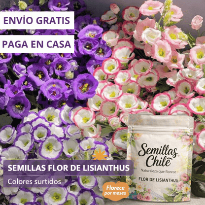 🌿Semillas Flor de LISIANTHUS 💖🔥1 paquete - 100 semillas Aprox. (5 gr.)